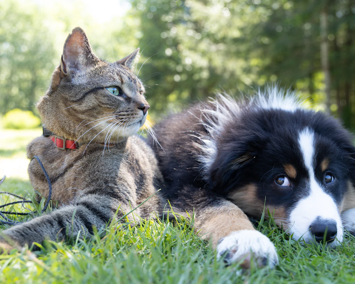 Çimenlikte yan yana uzanmış bir kedi ve köpek yavrusu
