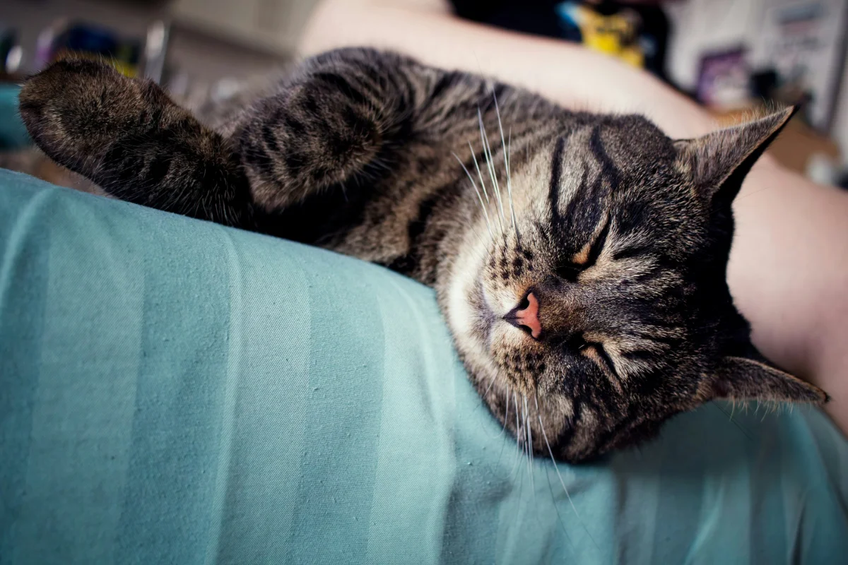 Kedi ve Köpeklerde Kusma Nedenleri: Ne Zaman Acil Kliniğe Gidilmeli?