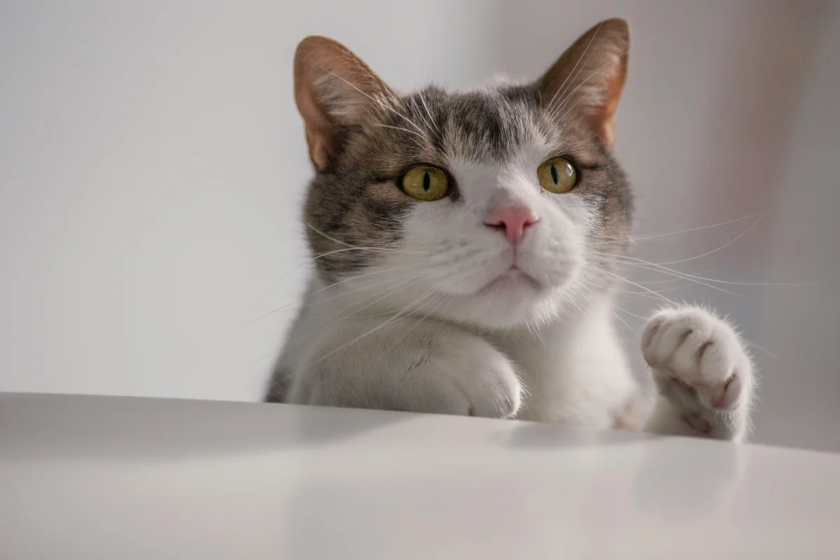 Kedi ve Köpekler İçin Yasaklı Gıdalar: Mutfaktaki Gizli Tehlikeler