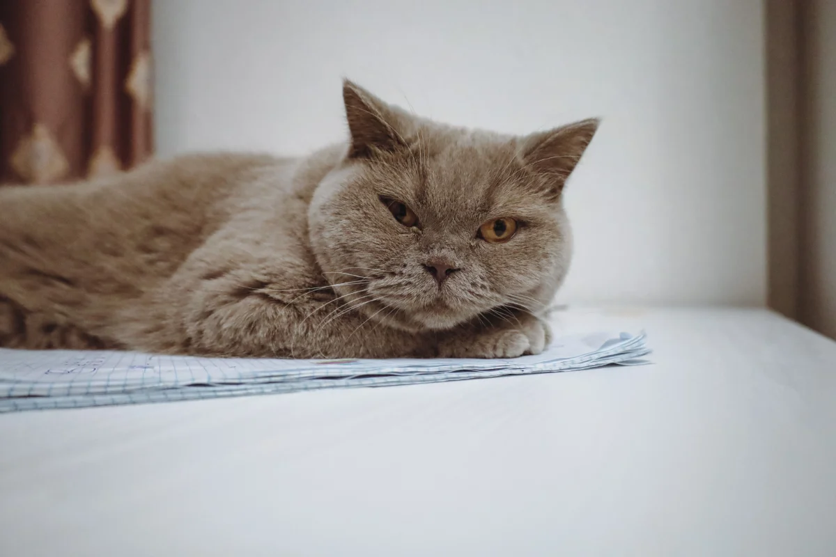 Kedi ve Köpeklerde Obezite Tehlikesi: İdeal Kilo Takip Yöntemleri