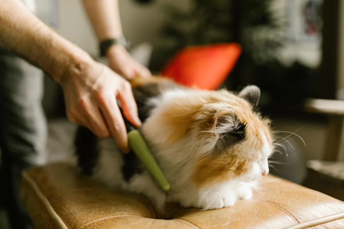 Mevsim Geçişlerinde Kedi ve Köpeklerde Aşırı Tüy Dökülmesi Nasıl Yönetilir?