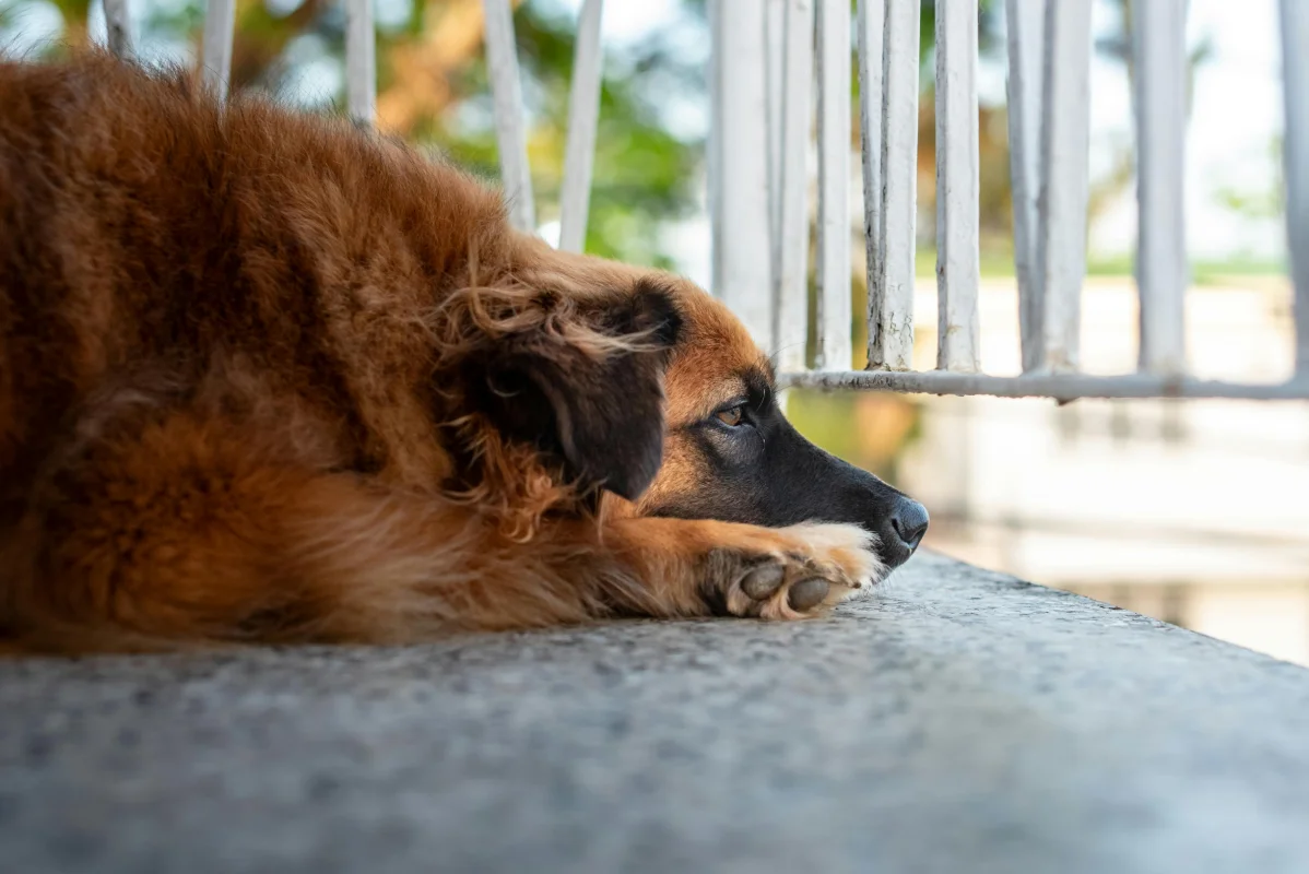 Köpeklerde Ayrılık Anksiyetesi: Yalnızlığa Alıştırma Stratejileri