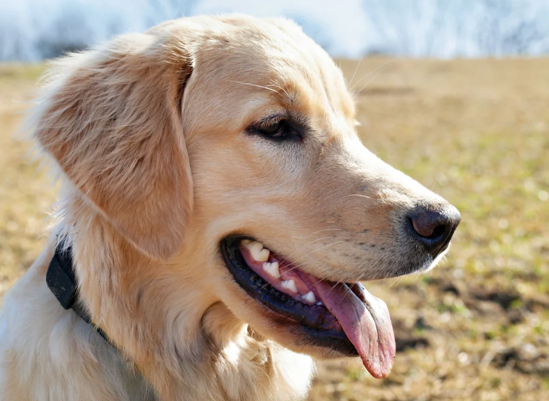 Köpeklerde Diş Taşı Temizliği ve Evde Ağız Bakımı Nasıl Yapılır?