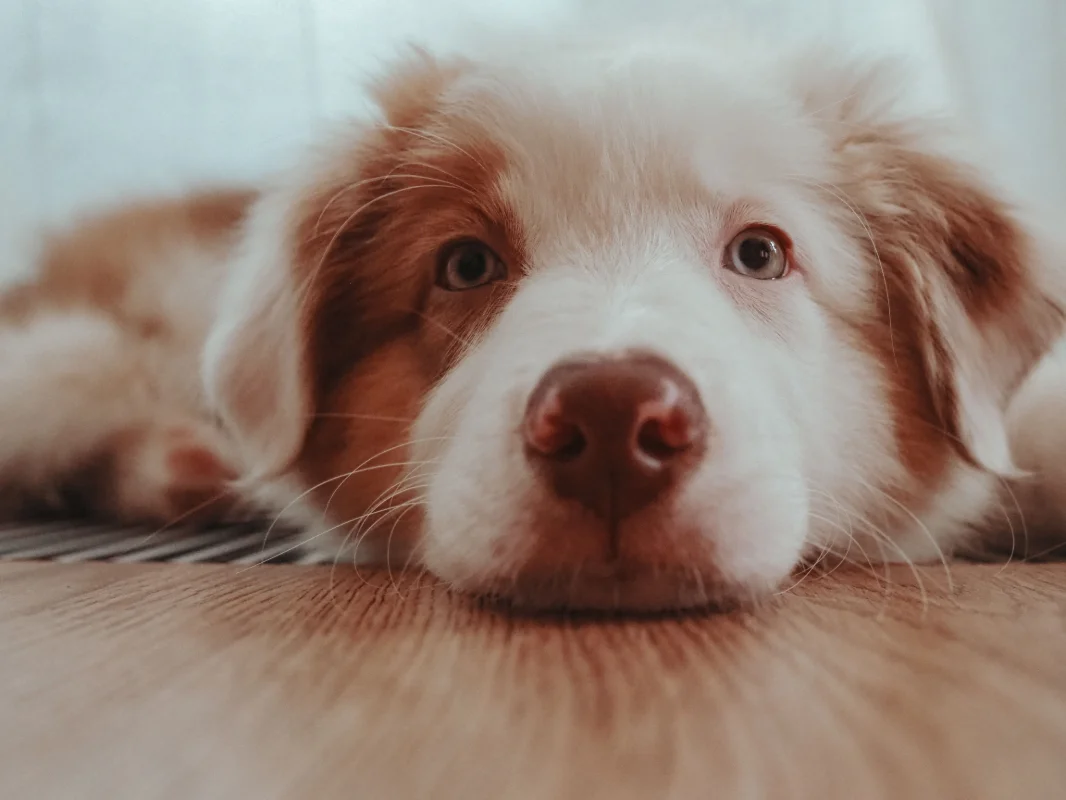Kedi ve Köpeklerde Arı ve Böcek Sokmalarında Yapılacaklar