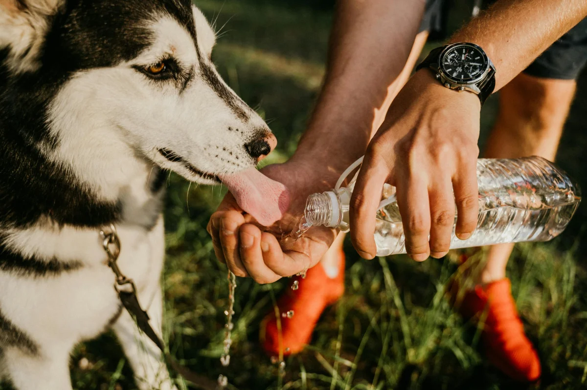 Köpeklerde Yaz Sıcağına Karşı Hayati Önlemler: Bilimsel Bakım Rehberi