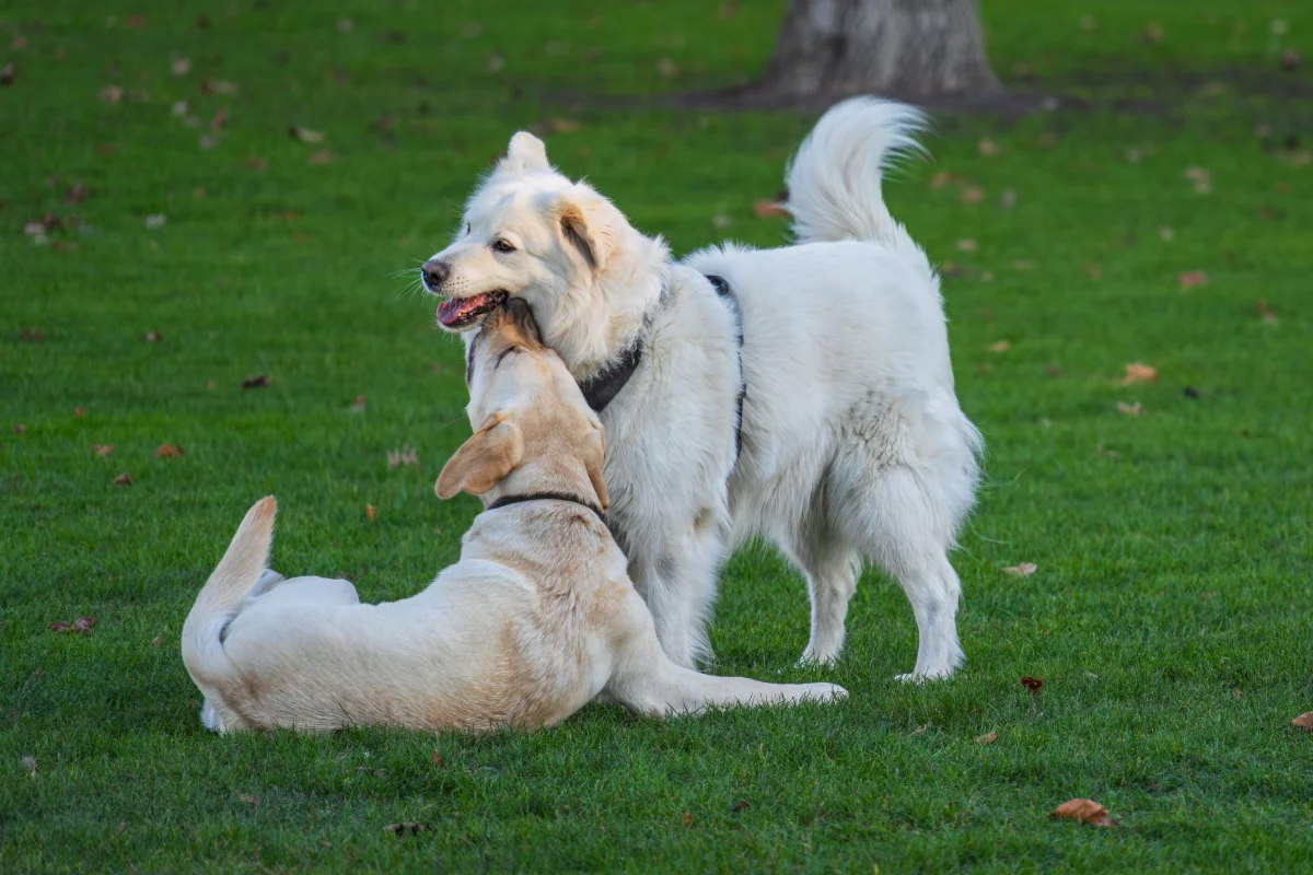 Köpeklerde Sosyalleşme Döneminde Yapılan Hatalar ve Çözümleri