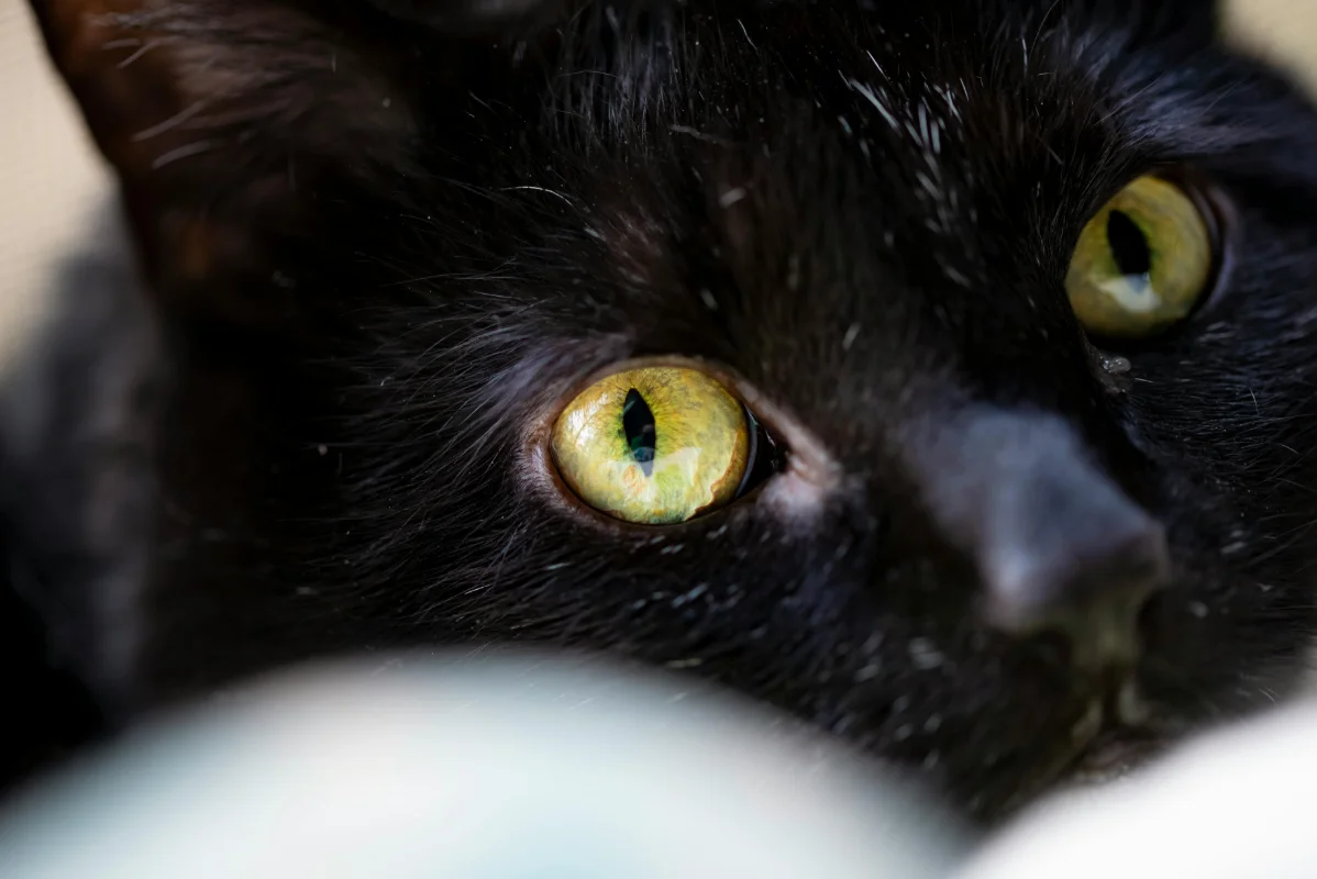 Kedi ve Köpeklerde Göz Akıntısı: Nedenleri ve Tedavi Yolları