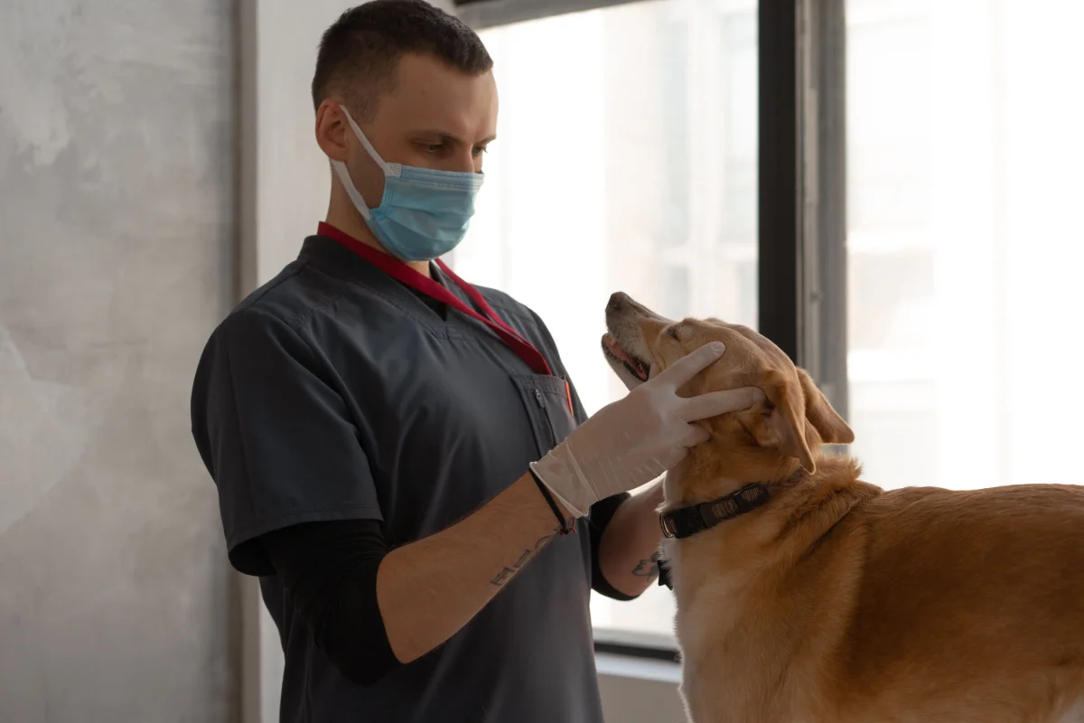 Klinik Ziyaretlerinde ePetim Sağlık Özeti ile Zaman Kazanma Teknikleri
