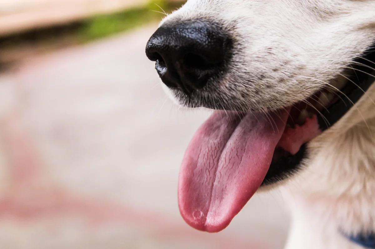 Kedi ve Köpeklerde Isı Çarpması Durumunda Yapılacaklar