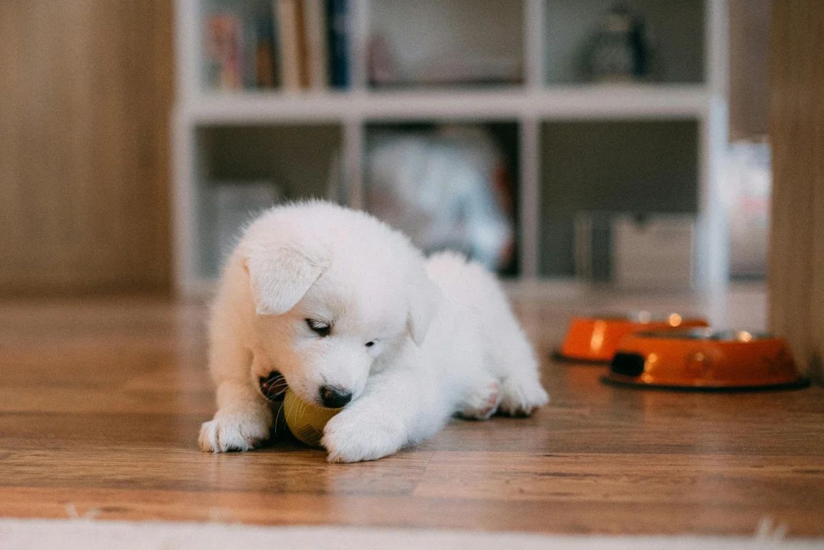 Yavru Köpek Bakımı: İlk 3 Ayda Hayat Kurtaran Bilimsel Rehber