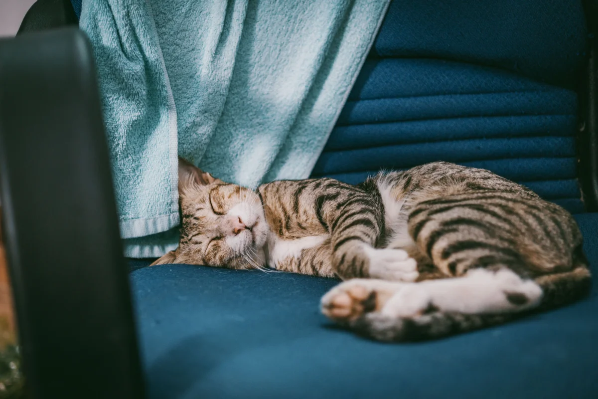 Kısırlaştırma Sonrası Kedi ve Köpeklerde Bakım Süreci Nasıl Yönetilir