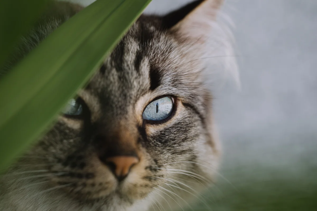 Kedi ve Köpekler İçin Zehirli Olan Salon Bitkileri ve Riskleri
