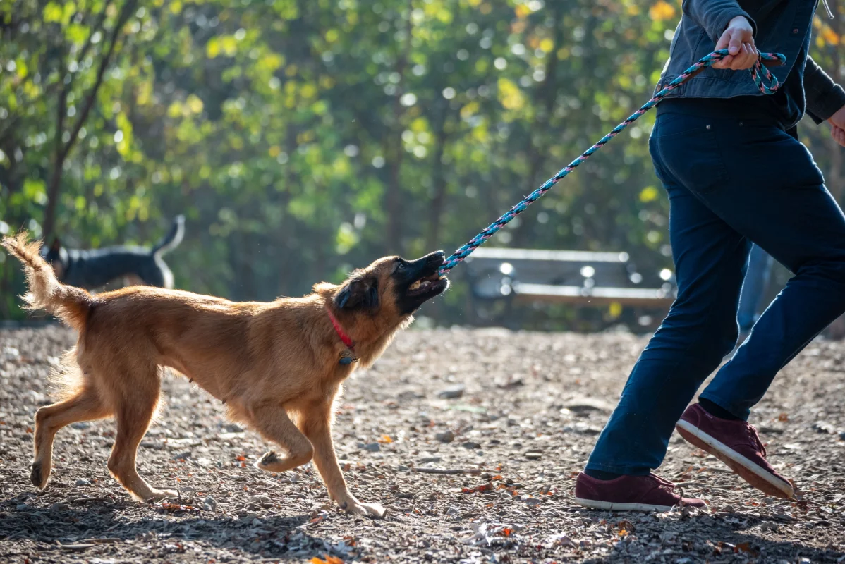 Köpeklerde Tasmada Çekiştirme Sorunu Nasıl Çözülür? Adım Adım Yürüyüş Eğitimi
