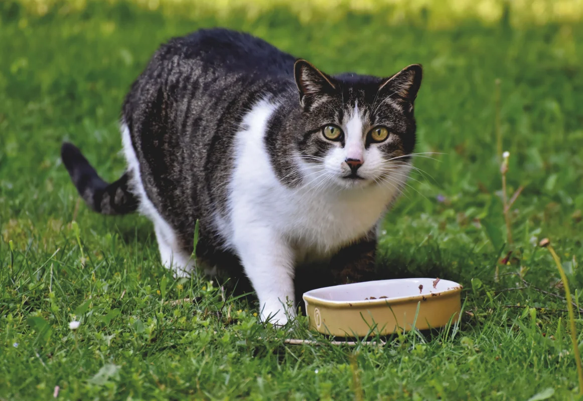 Kedi ve Köpeklerde Yaş Mama Hakkında Doğrular ve Yanlışlar