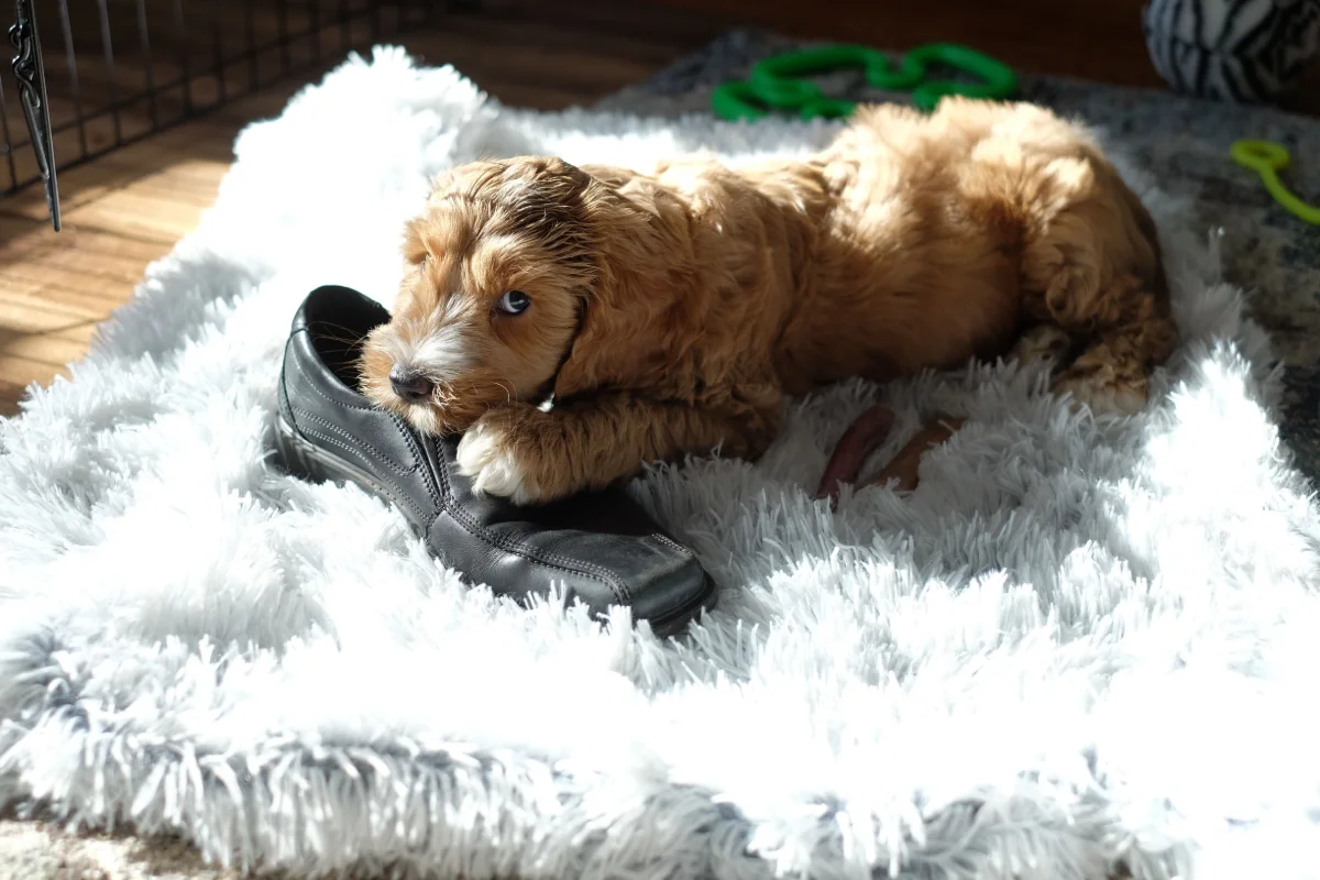 Yavru Köpeklerde Isırma ve Kemirme Alışkanlığını Bıraktırma Yöntemleri