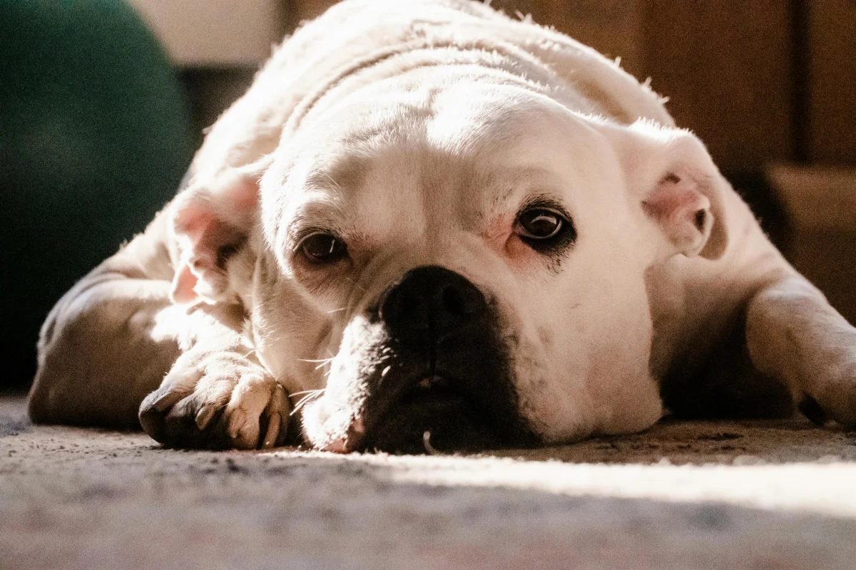 Köpeklerde Eklem Problemleri: Yaşlılık Döneminde Hareket Özgürlüğü
