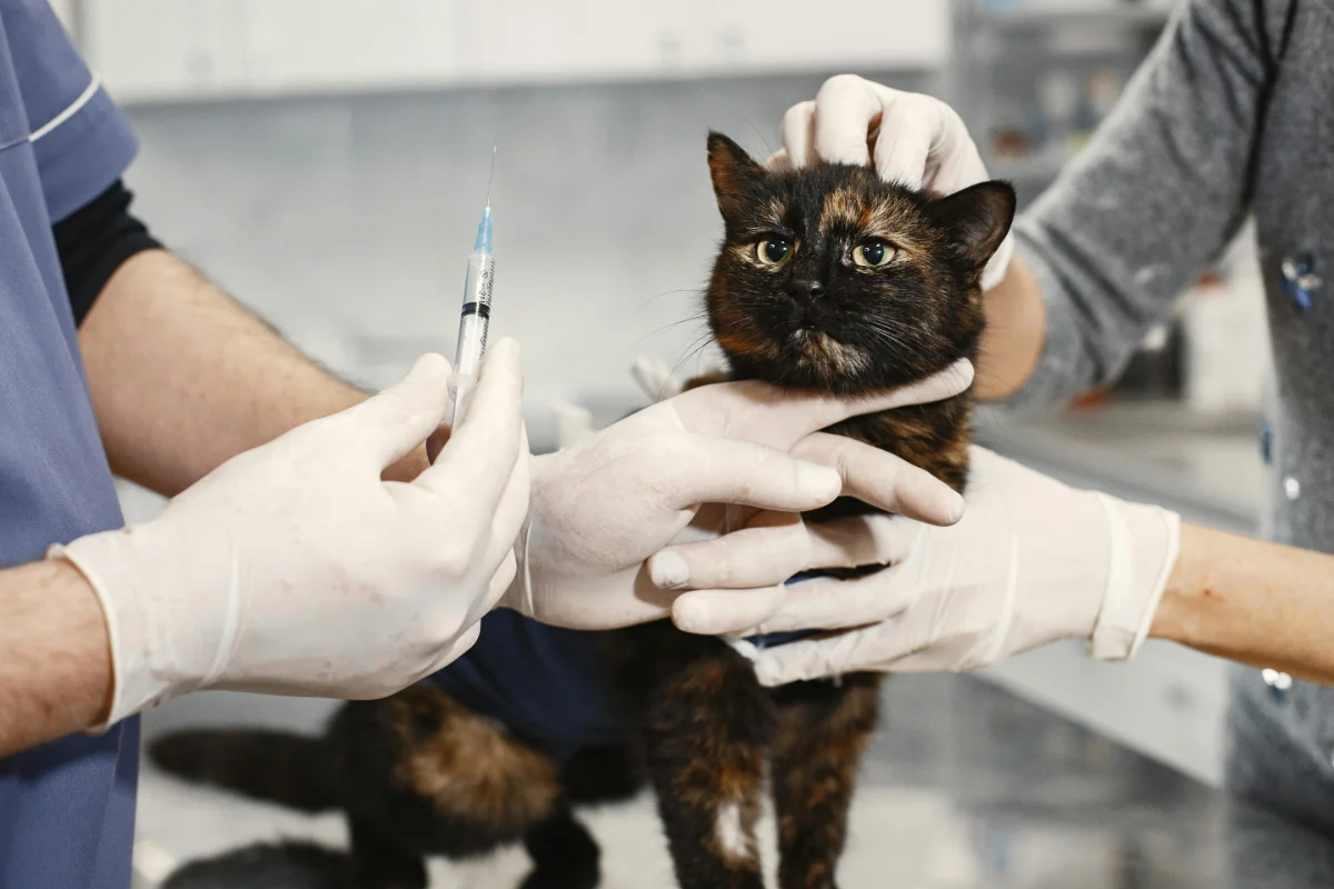 Kedi İdrar Yolu Tıkanıklığı Belirtileri ve İdrarda Kan Nedenleri