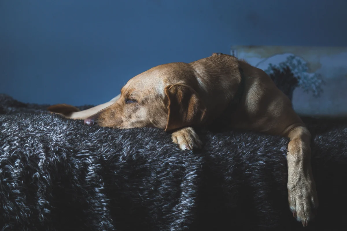 Kedi ve Köpeklerde Yaşlılık Dönemi Bakımı: Yaşlanan Dosta Konforlu Yaşam